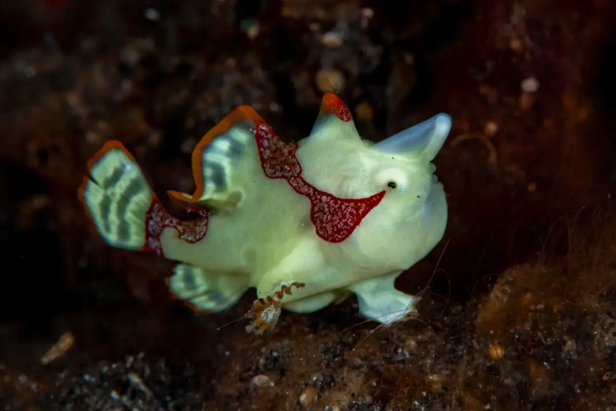 Masters of Disguise: Exploring Frogfish at Boracay's Dive Sites