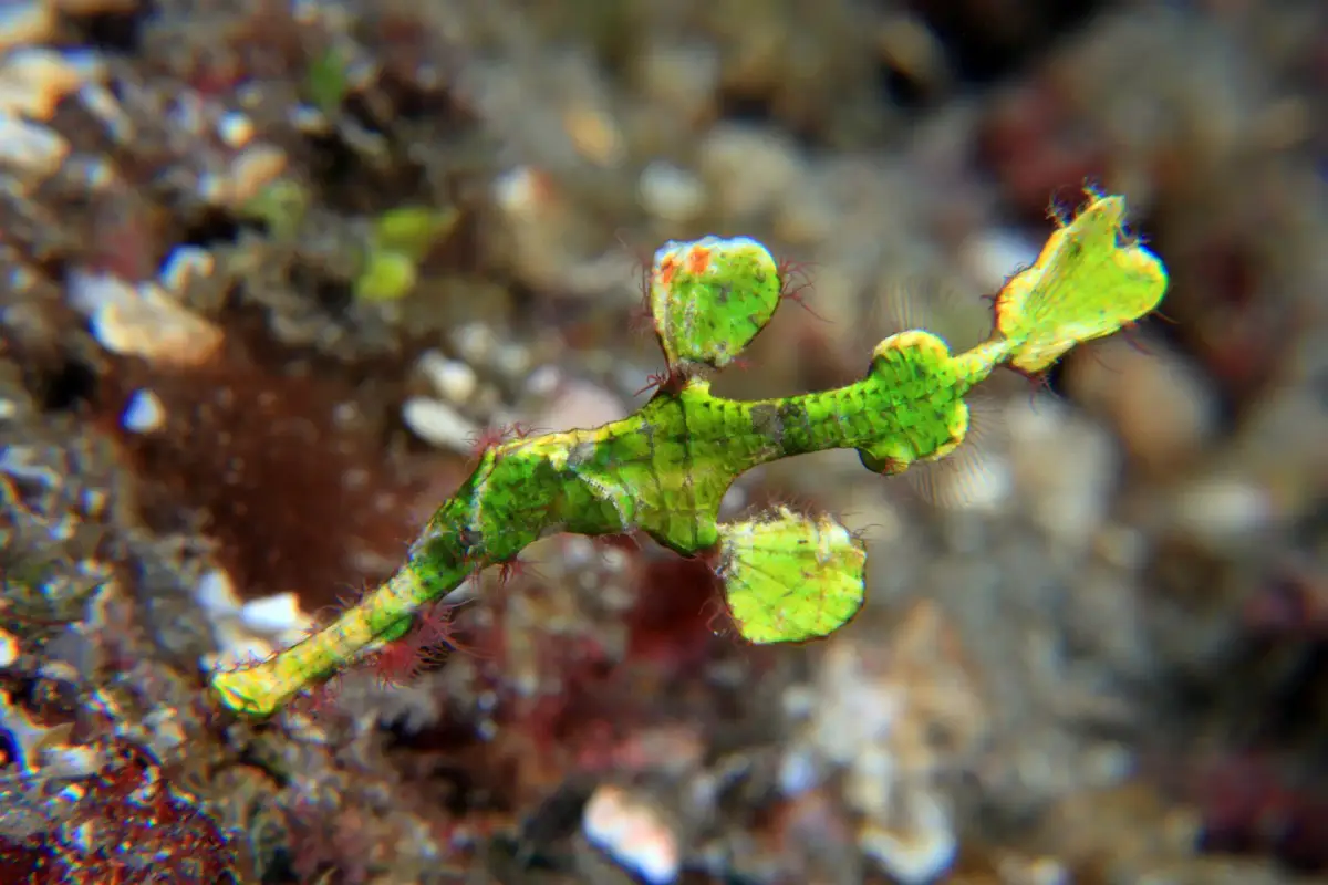 Ghost Pipefish in Boracay: Delicate, Elusive, and Beautiful
