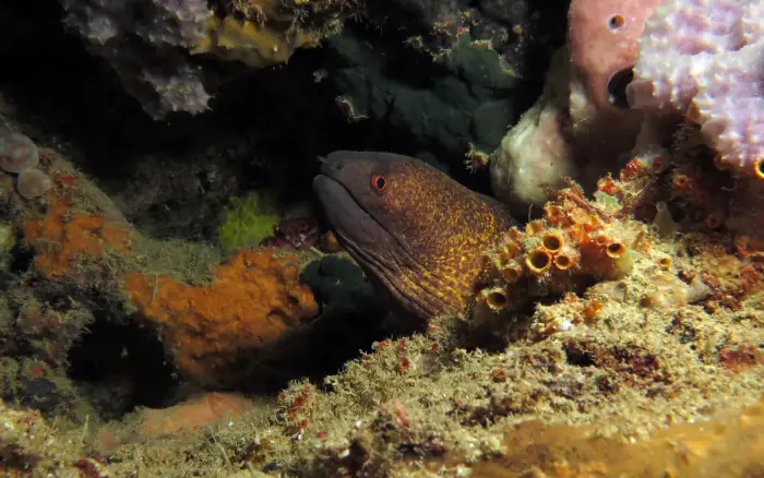 Friday’s Rock dive site, Boracay — photo 1