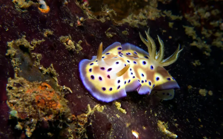 Camia II — dive photo 7