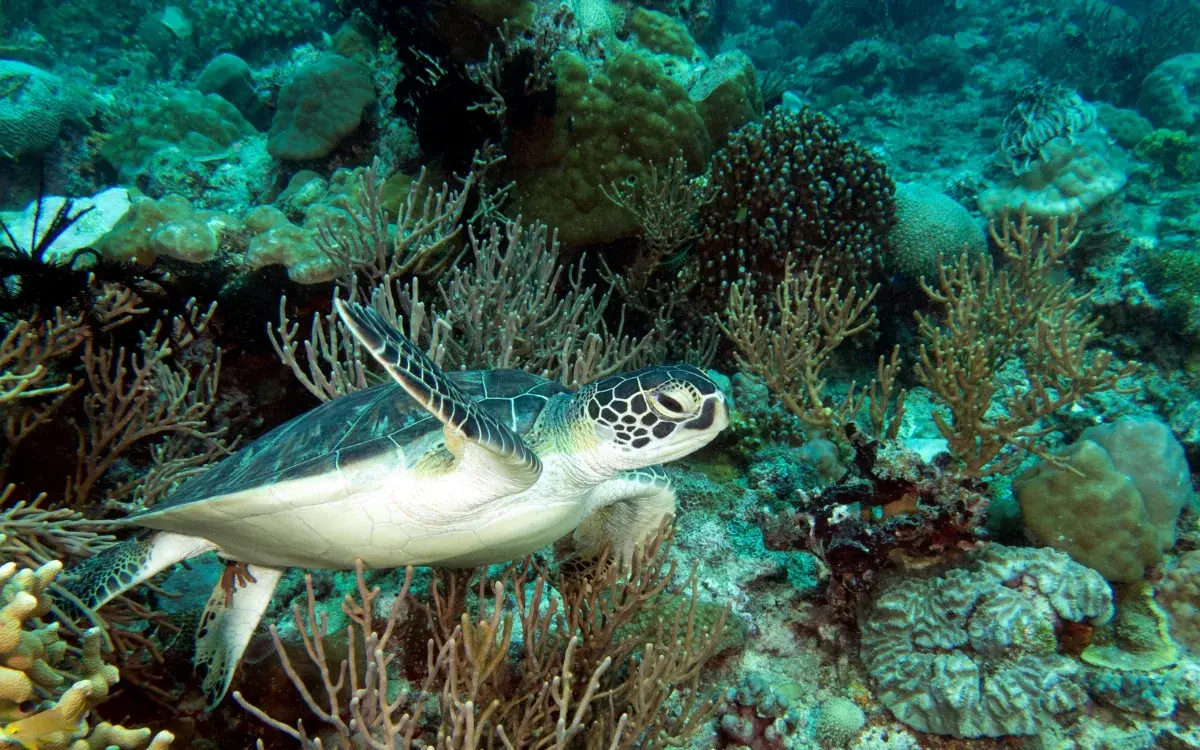 Balinghai dive site, Boracay