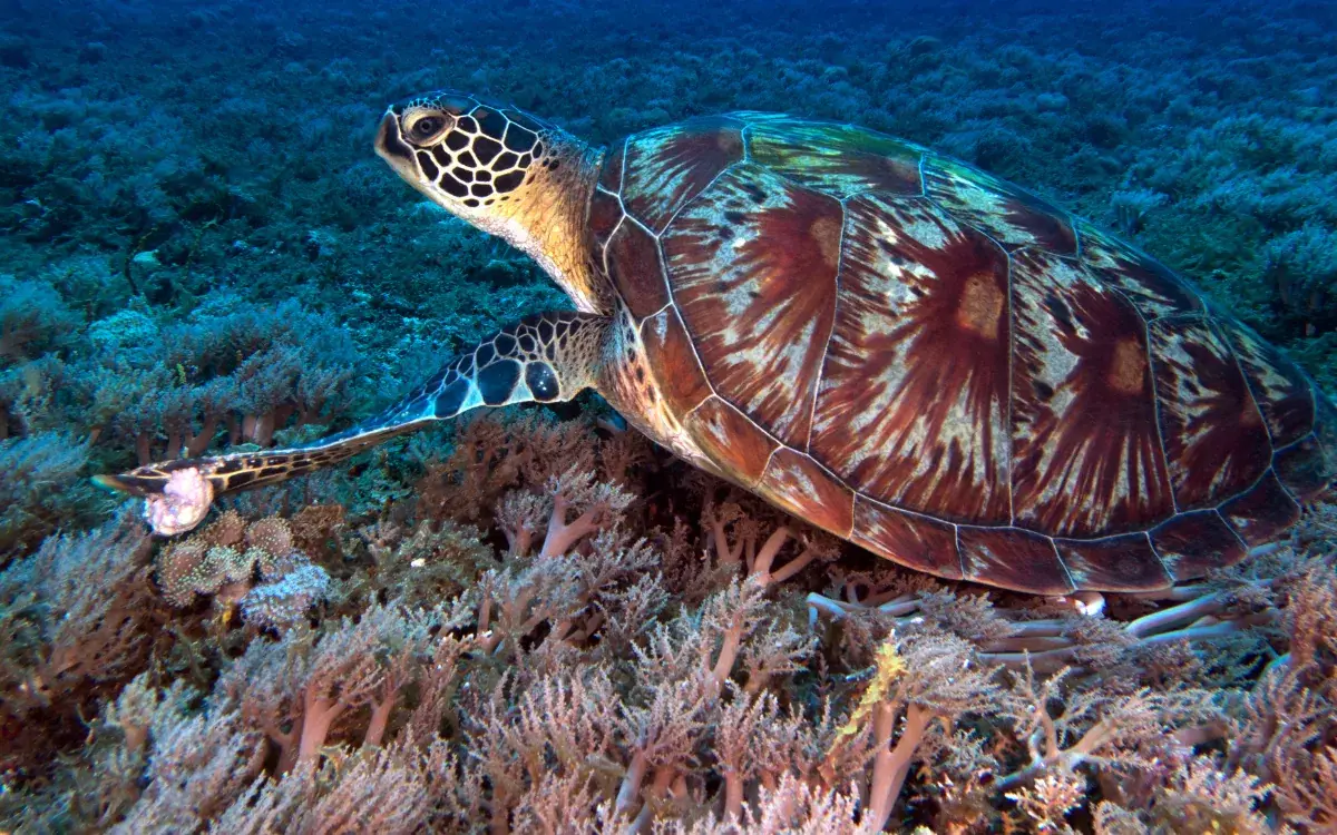 Fun Dives in Boracay for Certified Divers | New Wave Divers