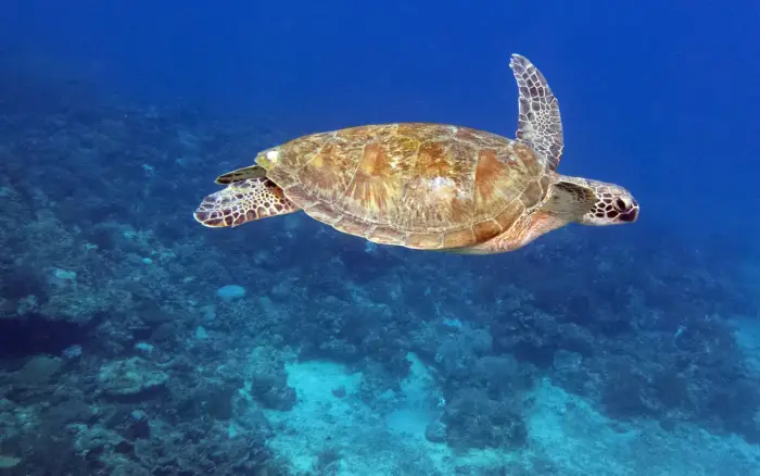 Yapak dive site, Boracay — photo 5