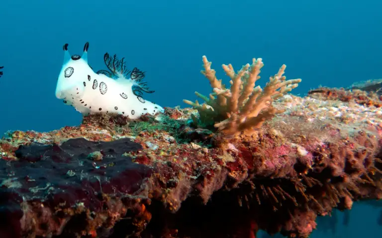Camia II — dive photo 8