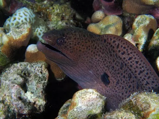 Laguna dive — Jul 24, 2025