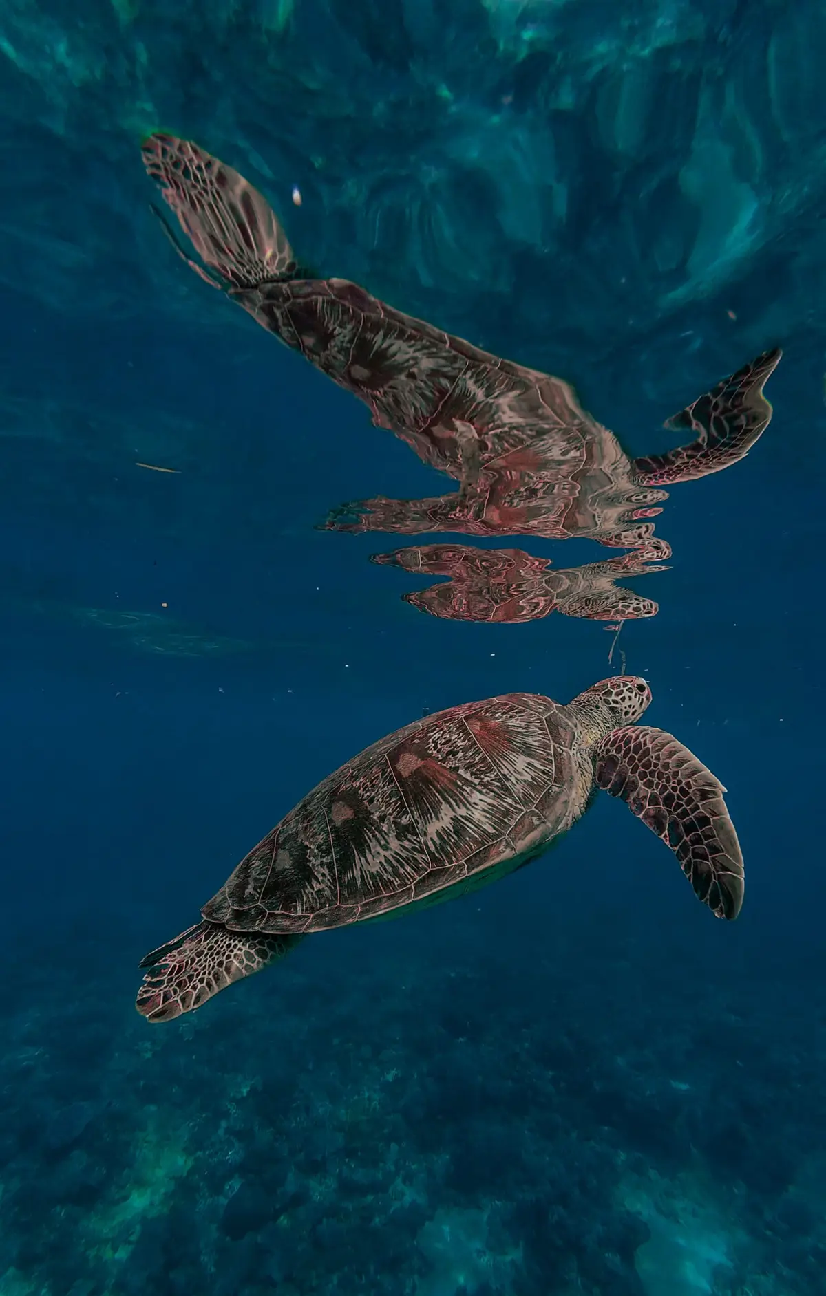 Laguna dive — Jul 14, 2025