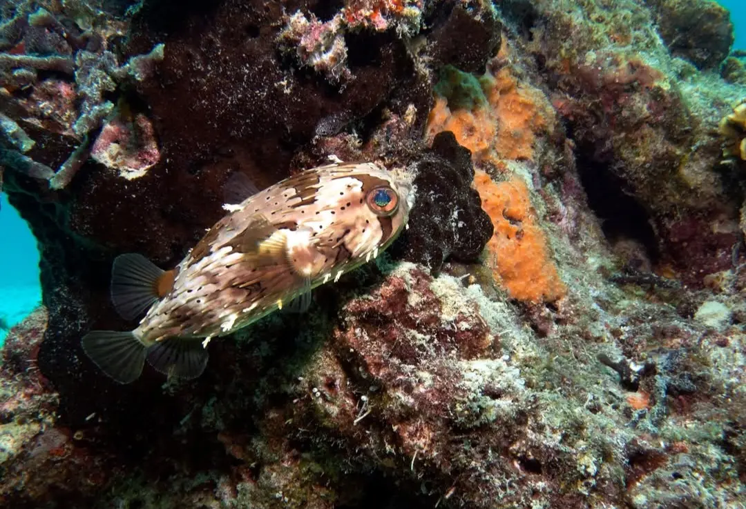 Laguna dive — Jul 11, 2025