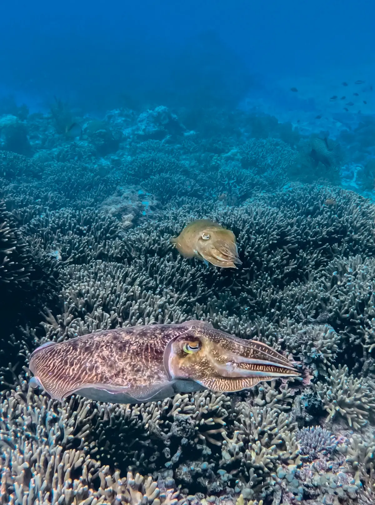 Laguna dive — Jul 9, 2025