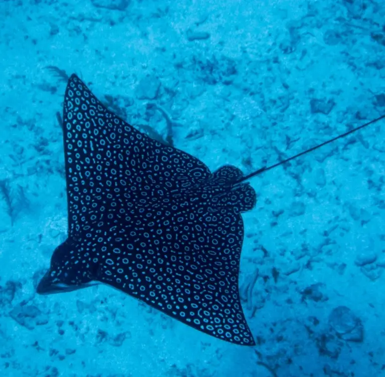 Laguna dive — Jul 1, 2025