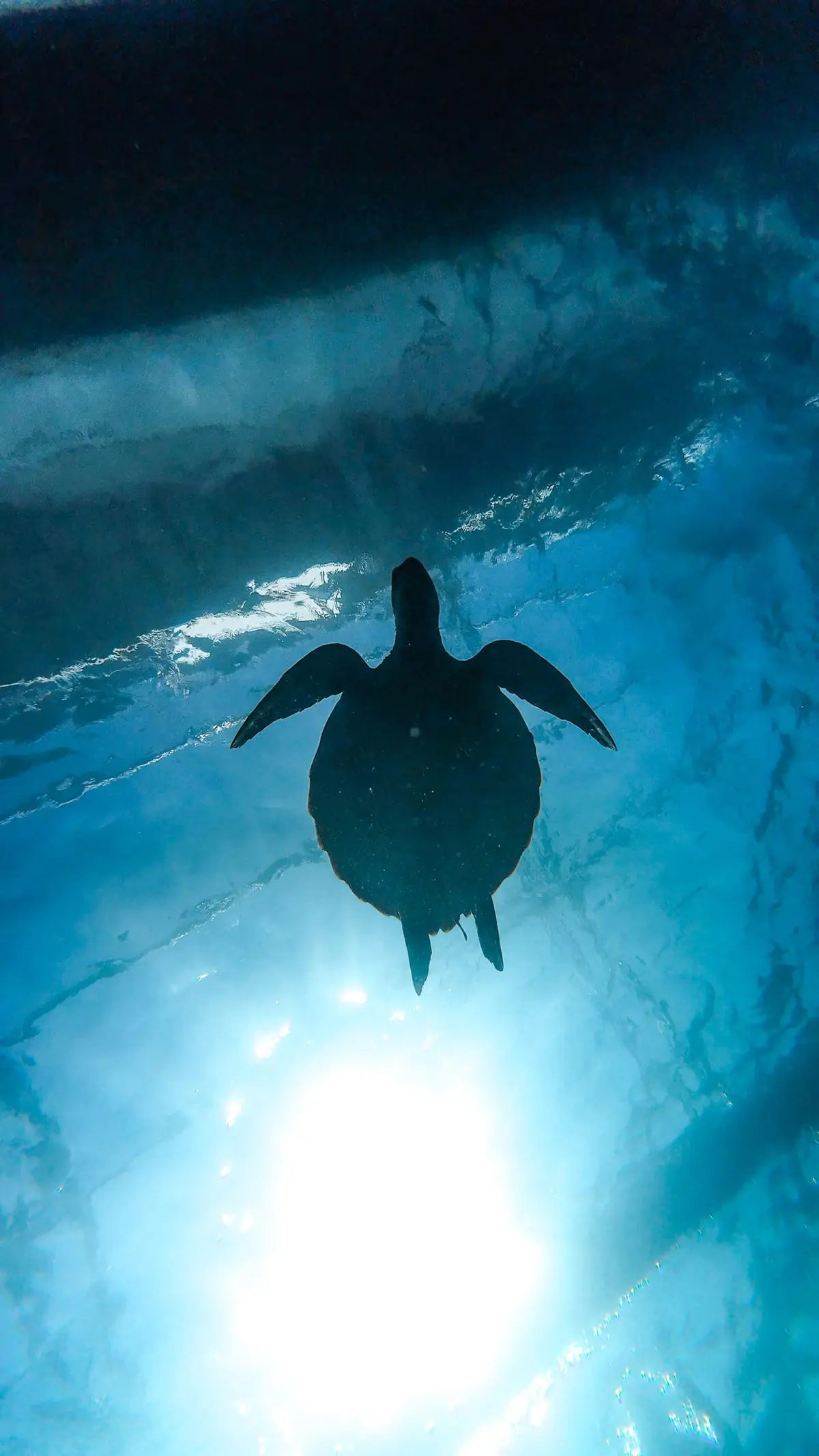 Your Ultimate Guide to Scuba Diving