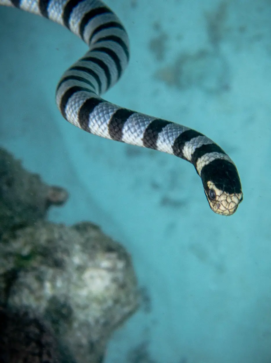 Laguna dive — Oct 19, 2025