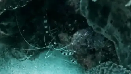 Laguna dive — Nov 1, 2024