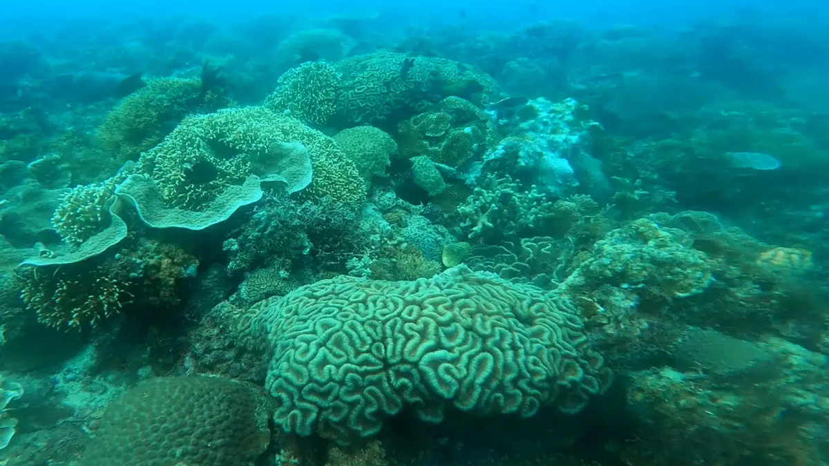 Laguna dive — Oct 28, 2024