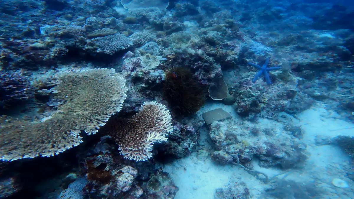 Laguna dive — Oct 22, 2024