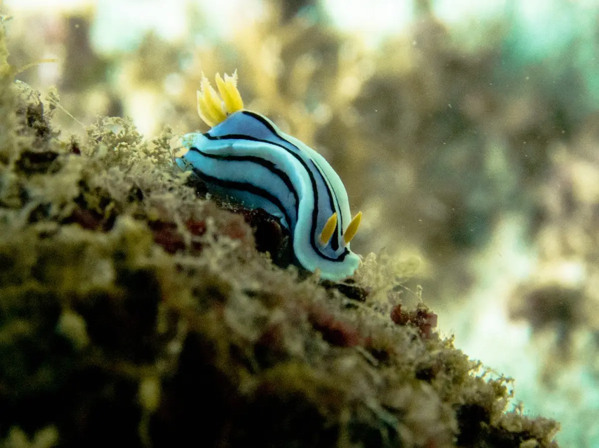 Laguna dive — Sep 22, 2025