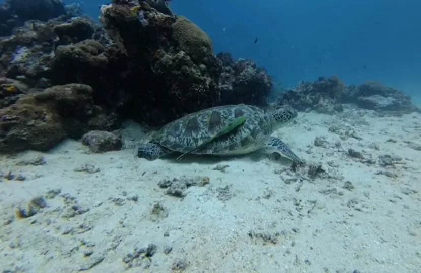 Laguna dive — Sep 1, 2025