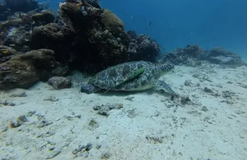 Laguna dive — September 1, 2025