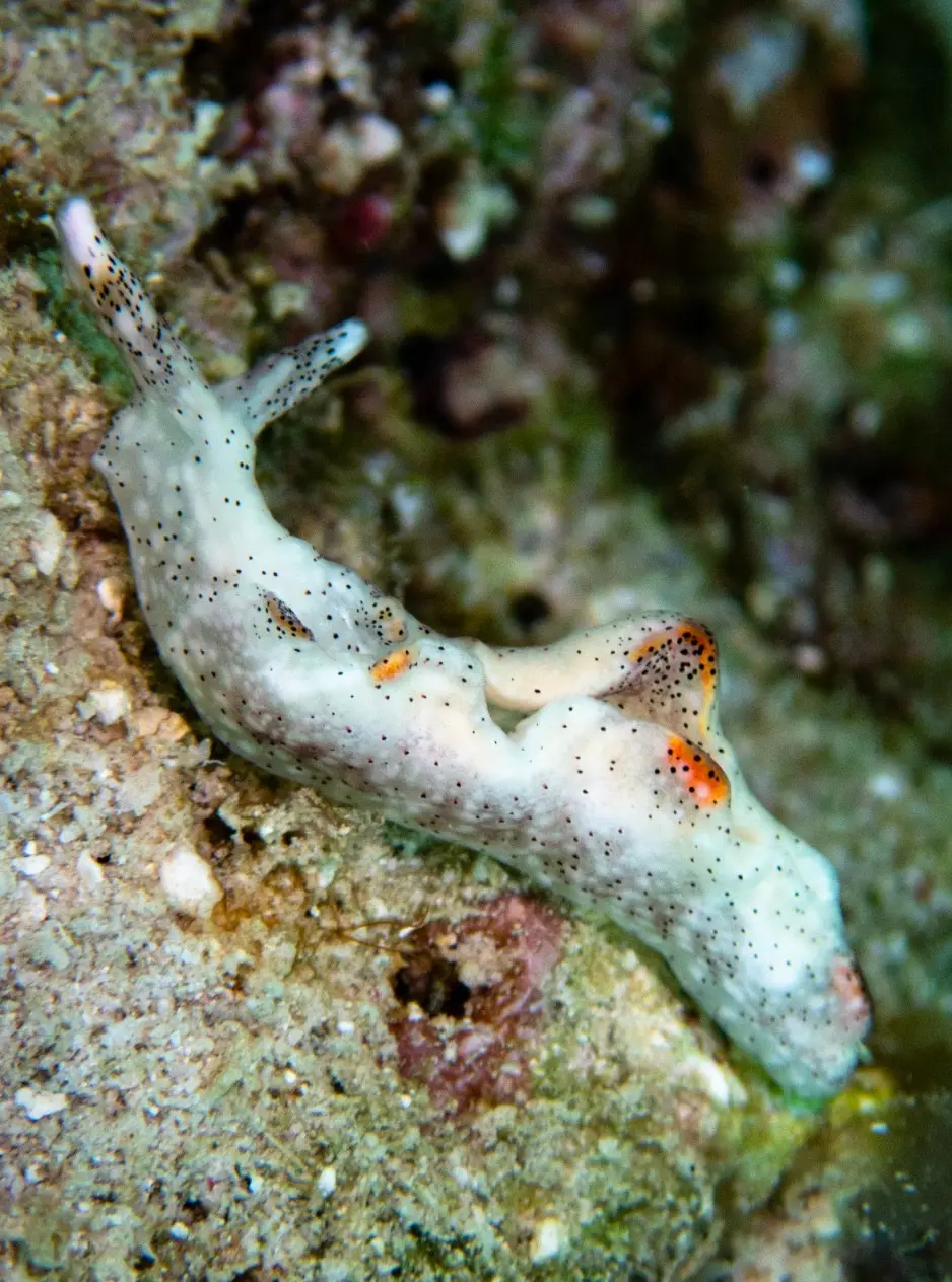 Laguna dive — Aug 29, 2025