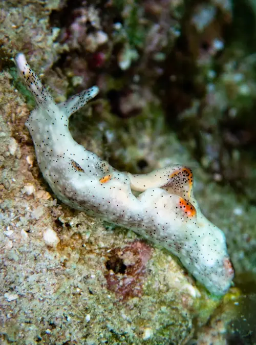 Laguna dive — August 29, 2025