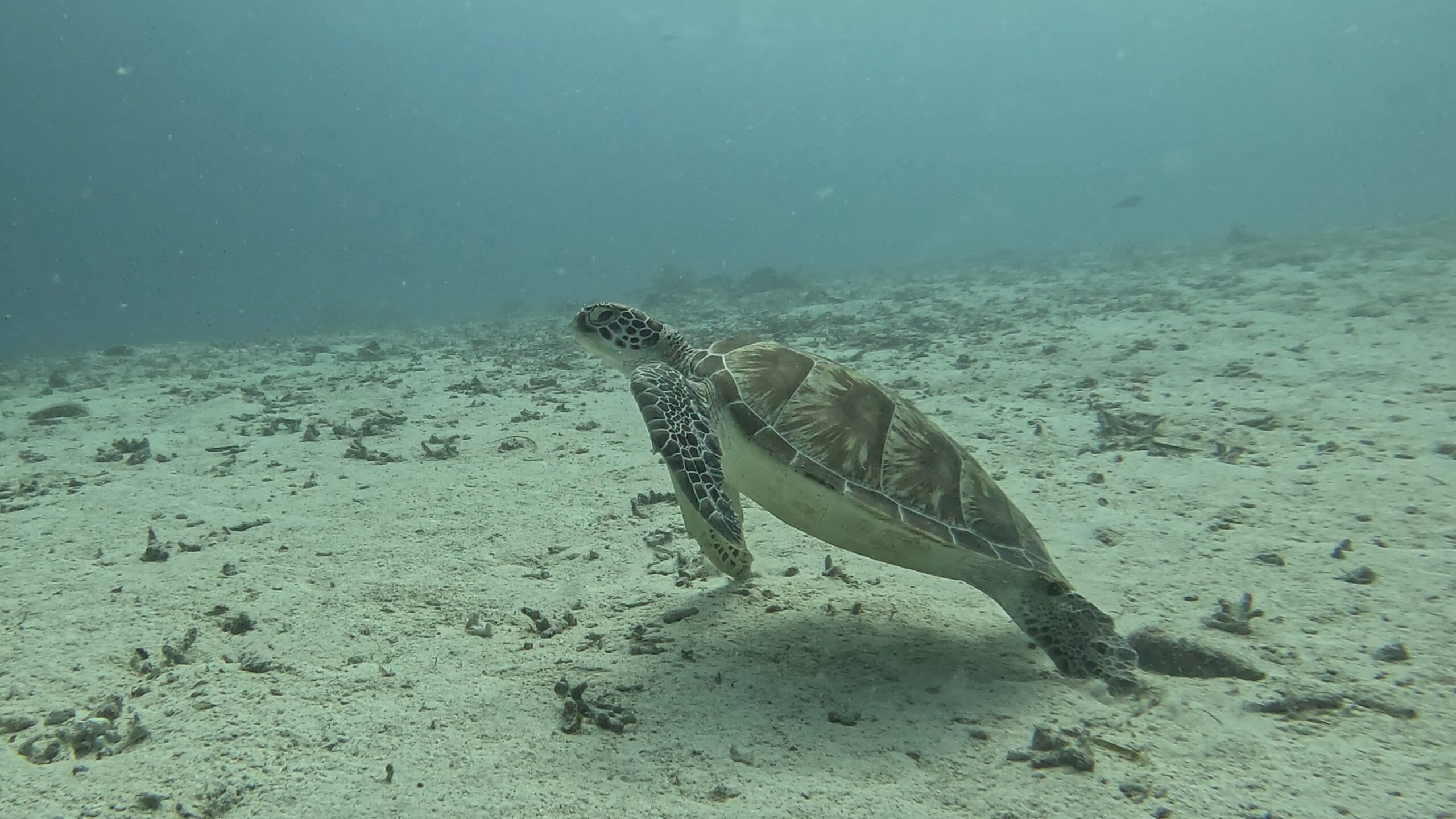 Laguna dive — Jun 3, 2026