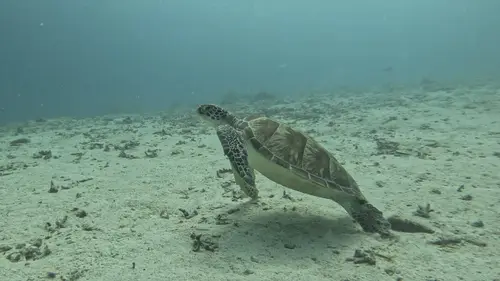 Laguna dive — June 3, 2026