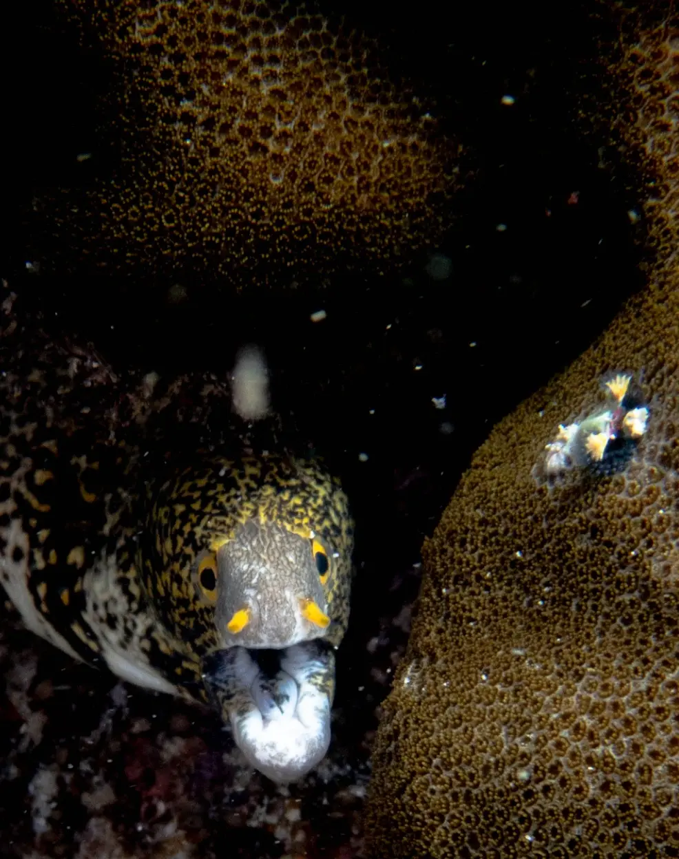 Lobster Rock dive — May 8, 2025