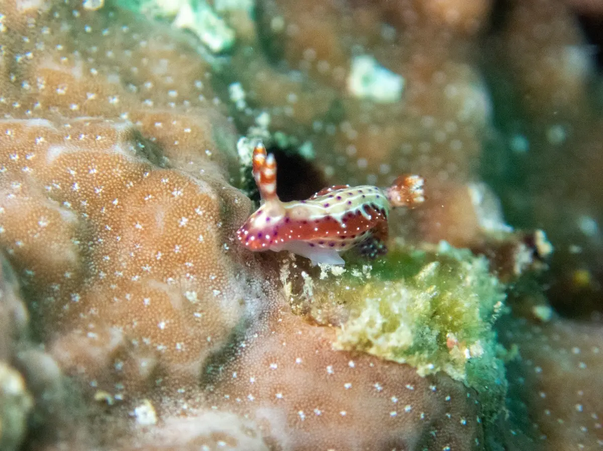 Lobster Rock dive — Mar 24, 2025