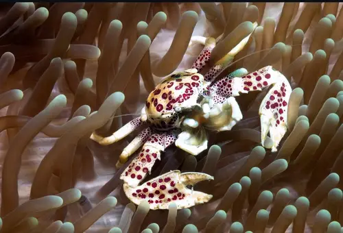Lobster Rock dive — February 9, 2026