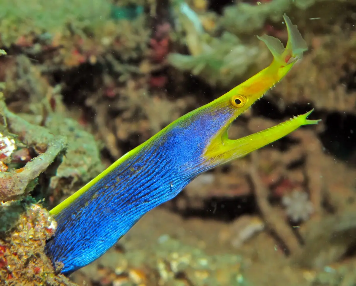 Lobster Rock dive — Oct 30, 2025