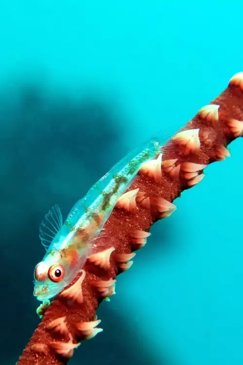 Lobster Rock dive — October 12, 2025