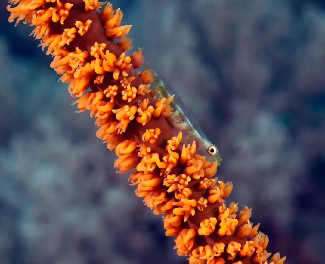 Lobster Rock dive — Apr 17, 2026