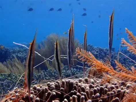 Lobster Rock dive — Sep 28, 2025