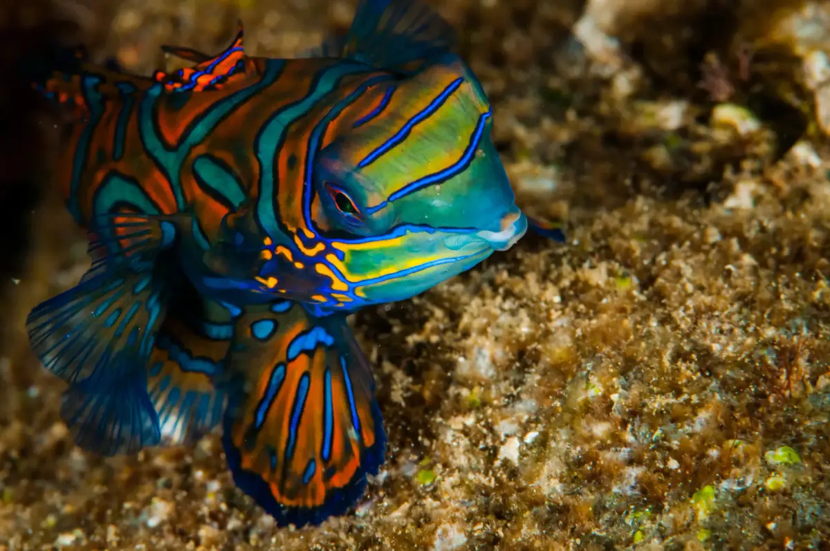 The Enigmatic Mandarinfish Of Boracay: A Jewel of the Seas