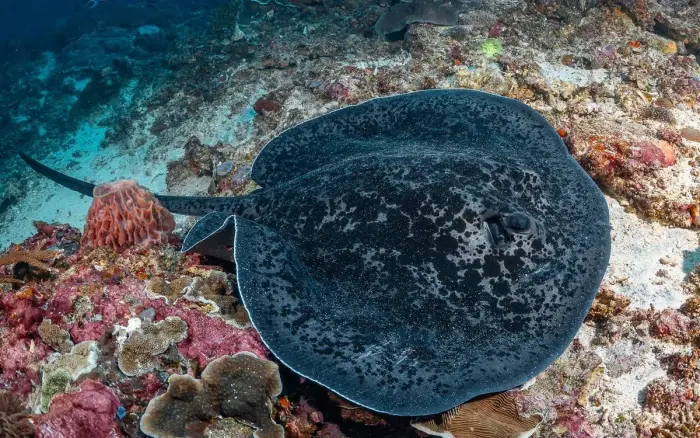 Punta Bunga dive site, Boracay — photo 1