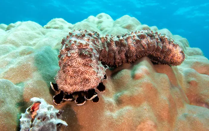 Lobster Rock dive site, Boracay — photo 1