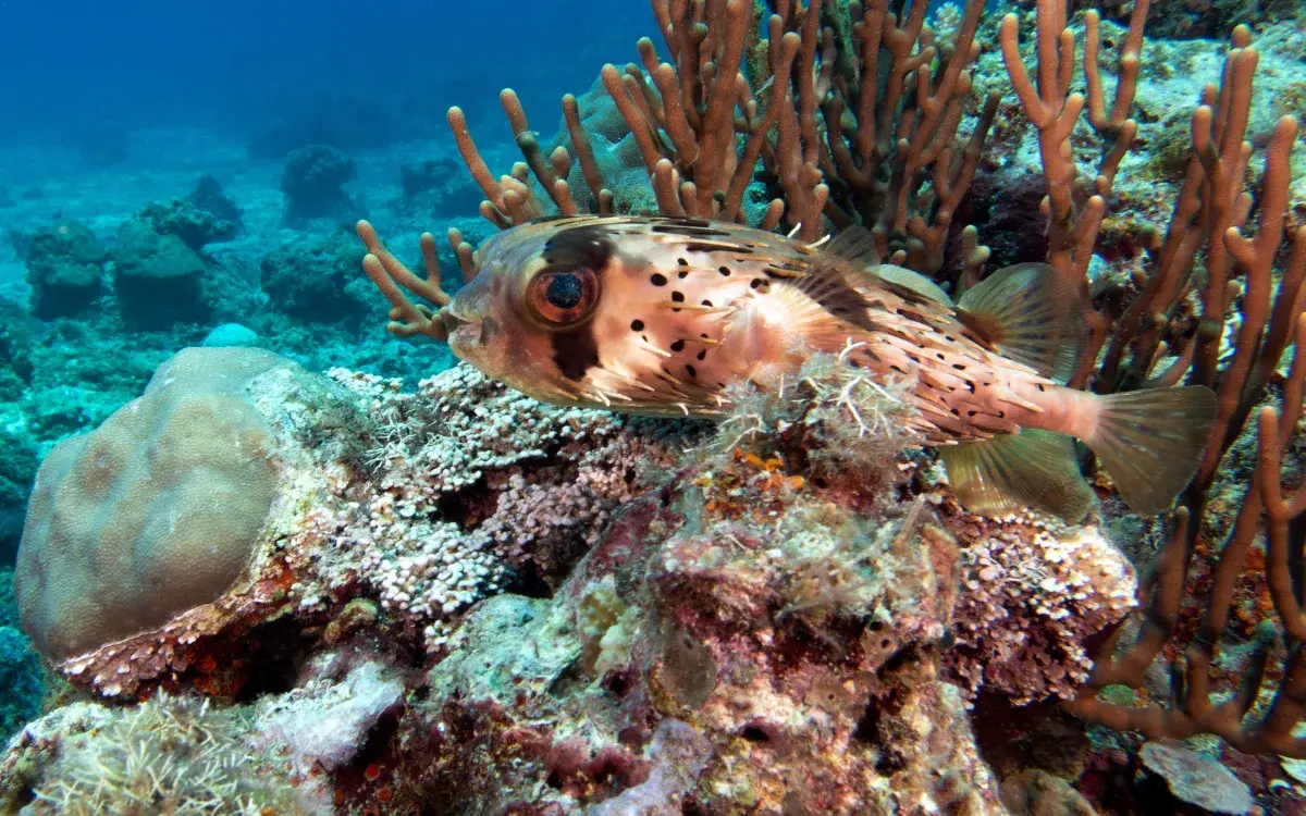 Angol Point dive site, Boracay