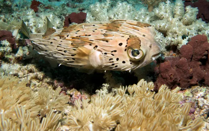 Friday’s Reef dive site, Boracay — photo 2