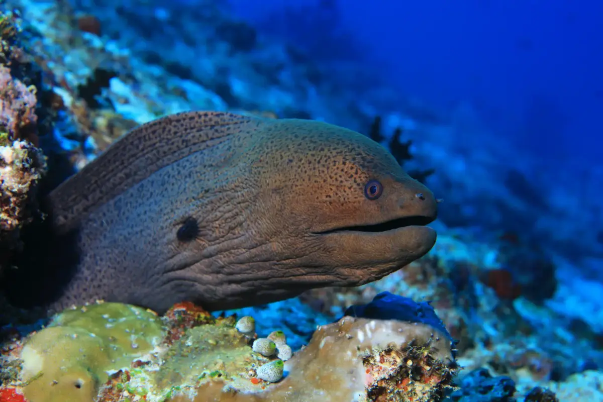 The Secret Life of Moray Eels: Mysterious Predators of Boracay's Reefs