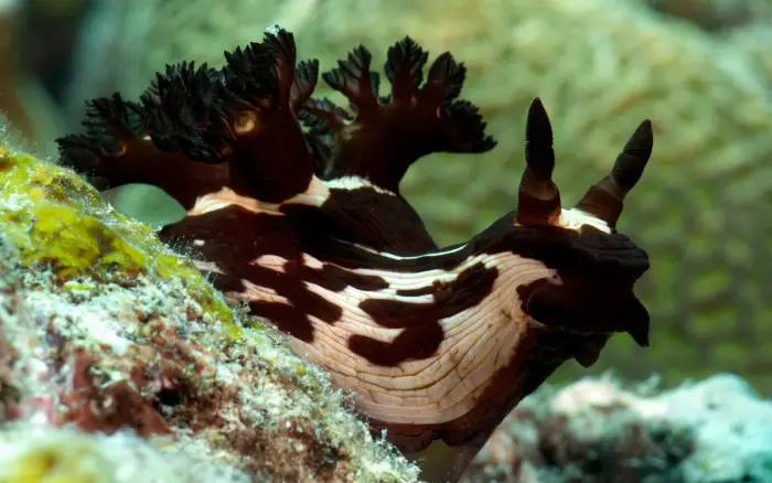 Angol Point dive site, Boracay — photo 4