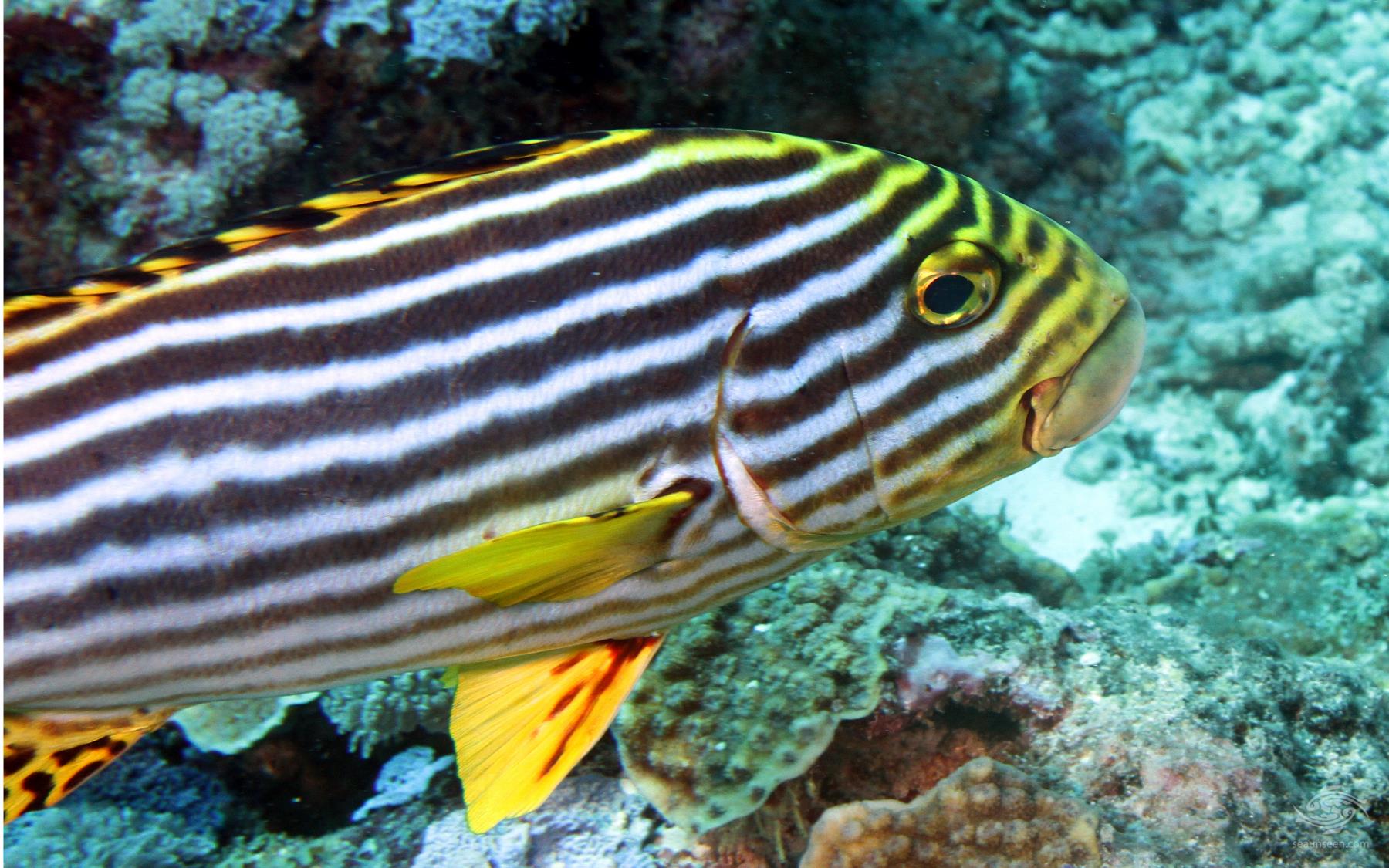 Top 5 Marine Species to Spot in Boracay This Month