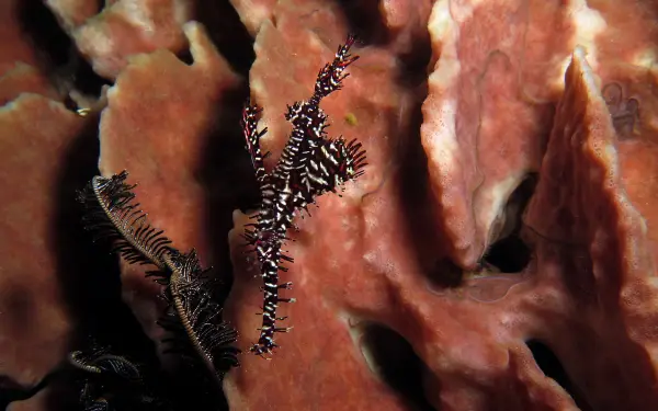Marine life