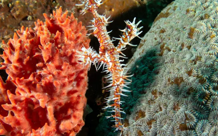 Camia II dive site, Boracay — photo 2