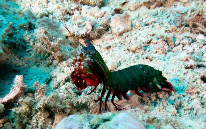 Diniwid dive site, Boracay — photo 2