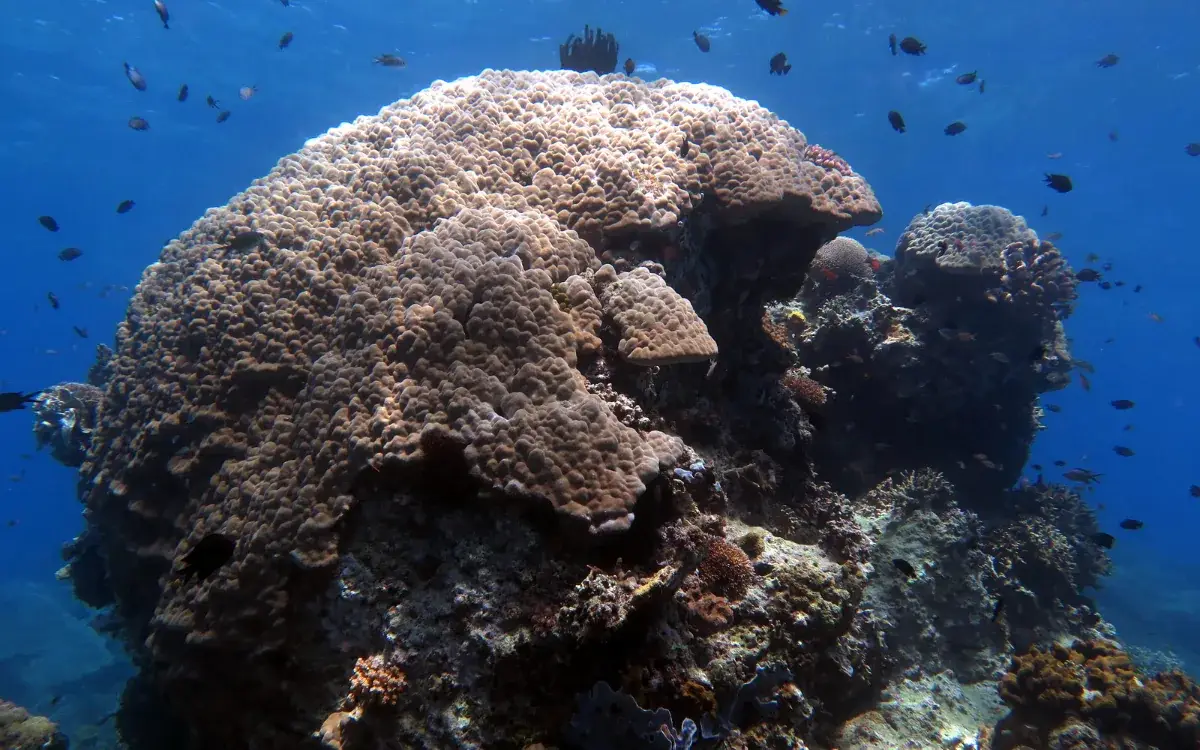 Lobster Rock dive site, Boracay