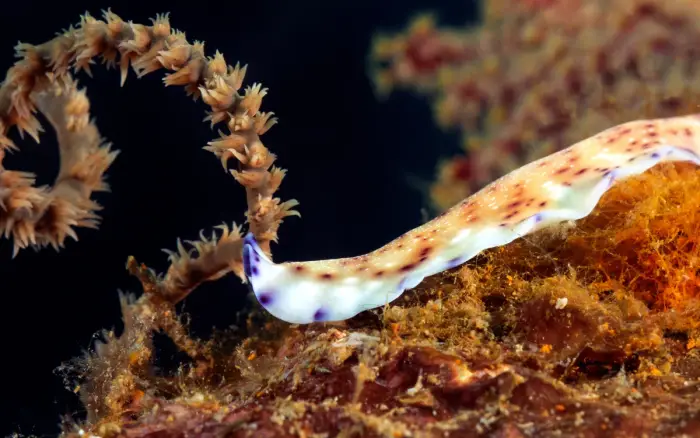 Camia II dive site, Boracay — photo 1