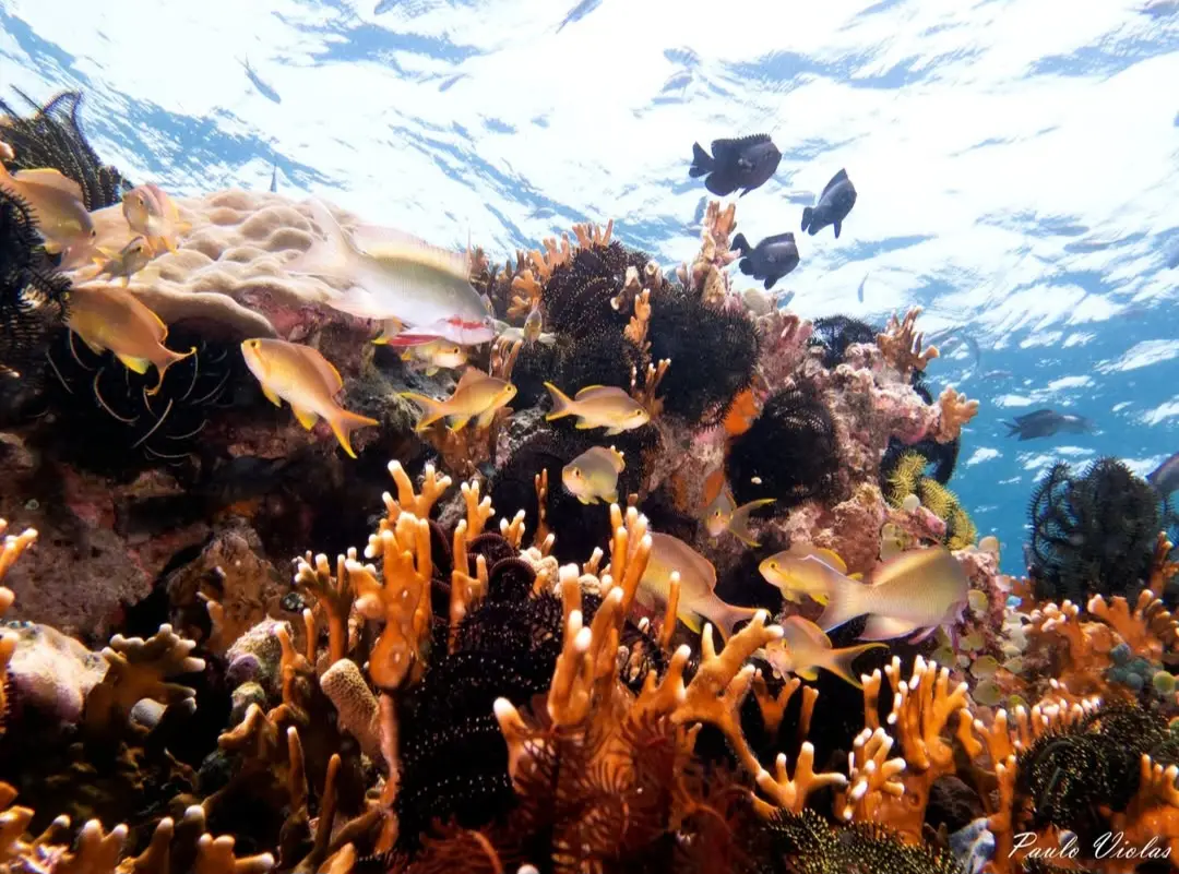 Puka Reef dive — Apr 21, 2025