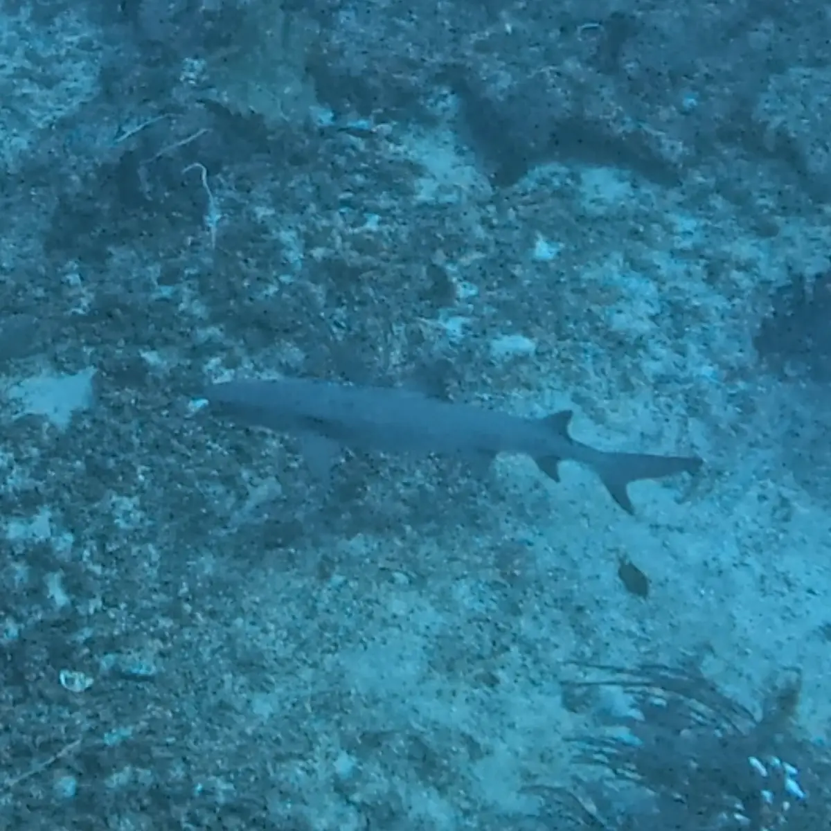 Punta Bunga dive — Apr 12, 2026
