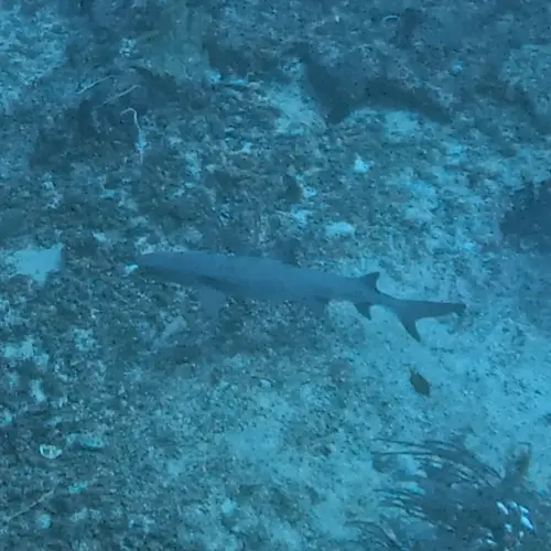 Punta Bunga dive — April 12, 2026