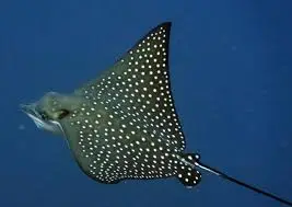 Punta Bunga dive — Jan 28, 2025