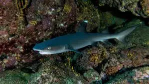 Punta Bunga dive — Dec 16, 2024